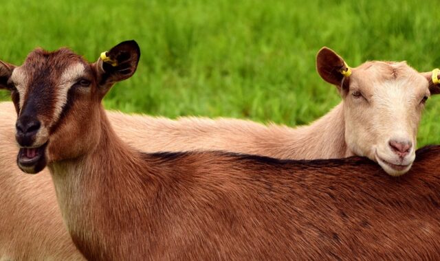 goats, young, pasture, meadow, brown, white, brown goat, white goat, together, friends, lean on, curiosity, domestic goat, young goats, mammal, fur, domestic animal, smooch, creature, goats, goats, goats, goats, goats