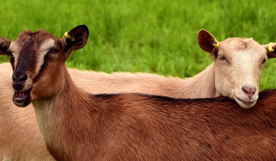 goats, young, pasture, meadow, brown, white, brown goat, white goat, together, friends, lean on, curiosity, domestic goat, young goats, mammal, fur, domestic animal, smooch, creature, goats, goats, goats, goats, goats
