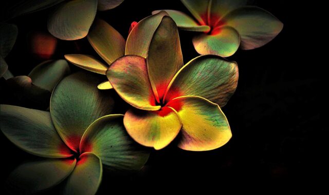 blossoms, colored, abstract, picturesque, multi coloured, abstract, abstract, abstract, abstract, abstract