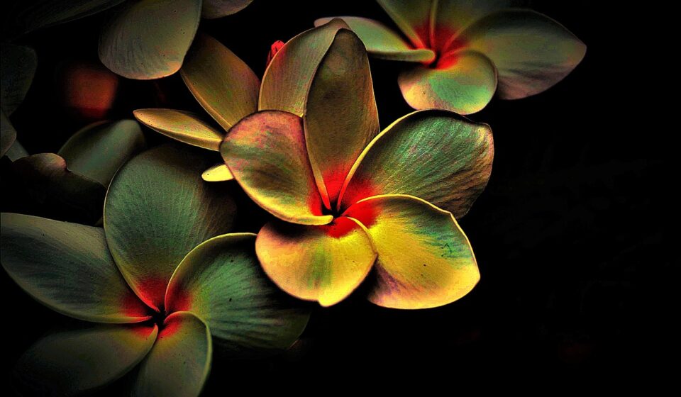 blossoms, colored, abstract, picturesque, multi coloured, abstract, abstract, abstract, abstract, abstract