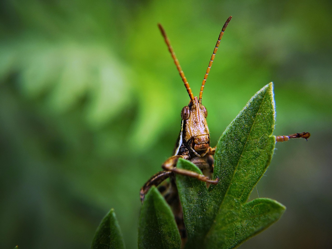 insect, nature, grasshopper, bug, plant, locust, garden, pest, entomology, species, macro