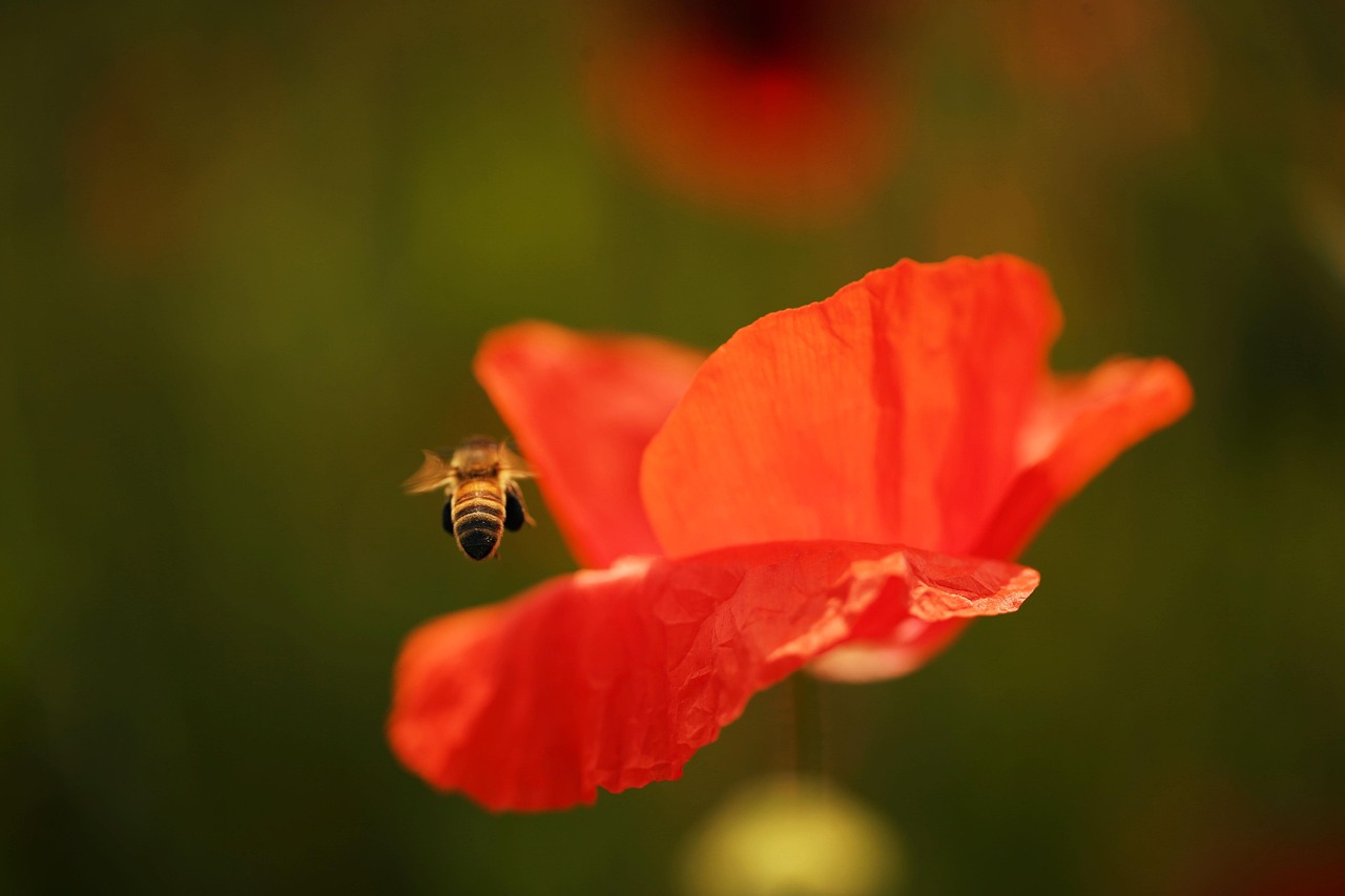 honey, red poppy flower, lean towards, instinctively