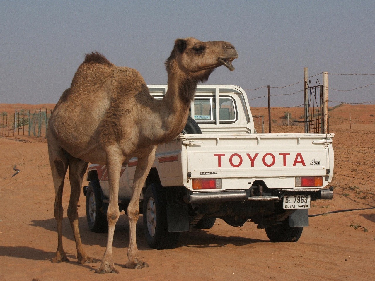 camel, toyota, nature, desert
