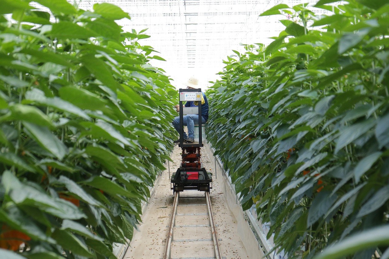 paprika, harvest, smart farm, smart farm, smart farm, smart farm, smart farm, smart farm