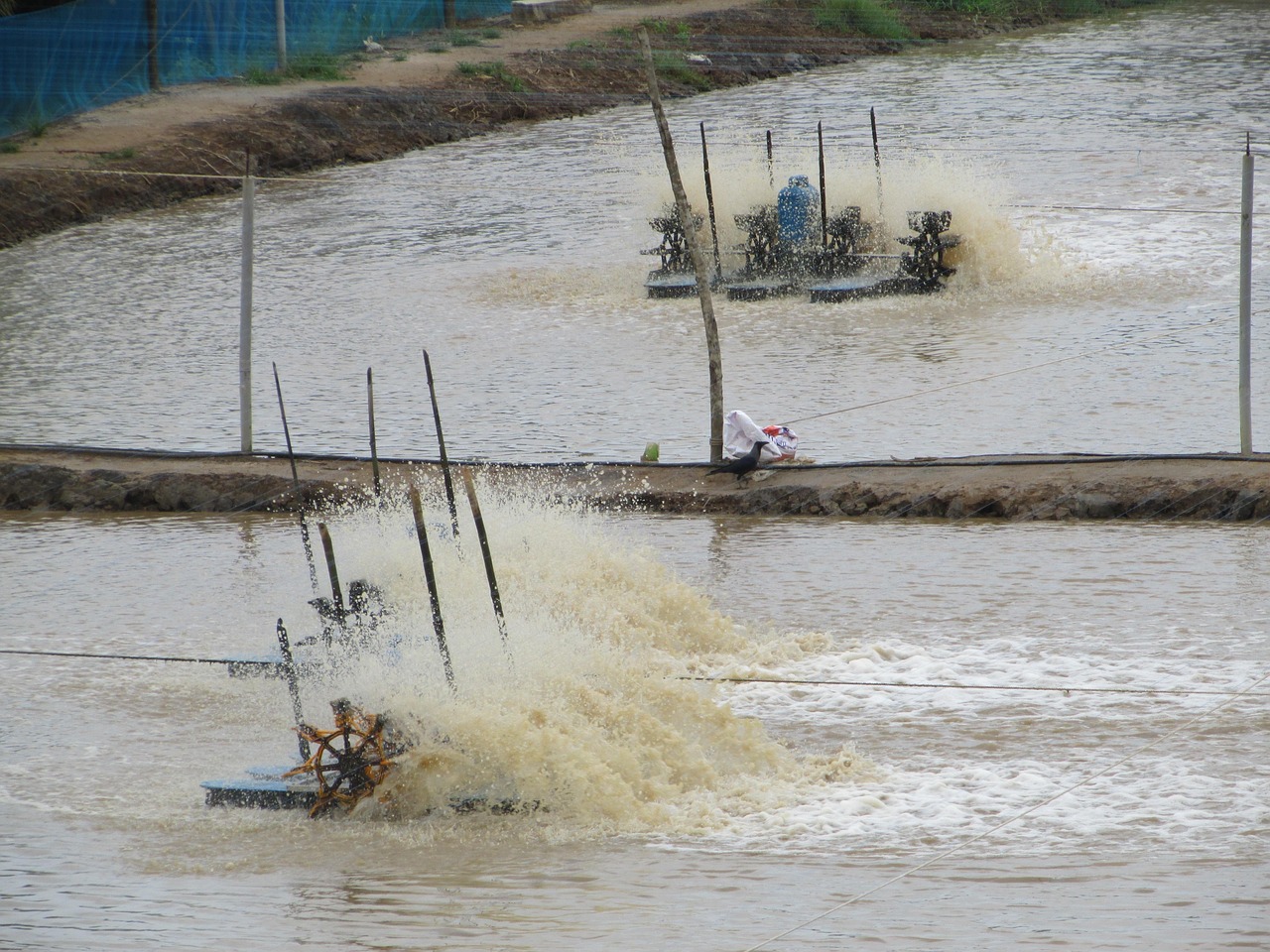 salt pan, brine, saline, water, salt processing unit, evaporation, nature, salt, pans, drying, seawater, kundapur, karnataka, india