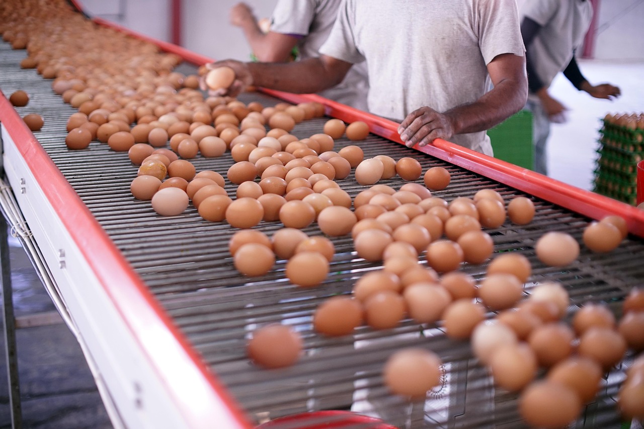 eggs, eggshells, production, quality, organic, production, production, production, production, production